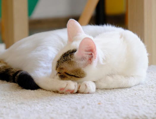 Cat sleeping on pet friendly carpet.