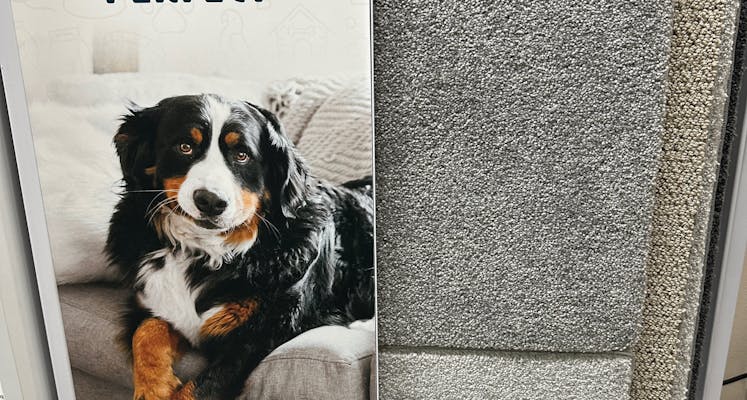 Dog on couch next to pet friendly carpet display.