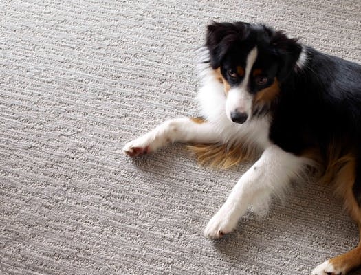 Dog laying on pet friendly carpet.