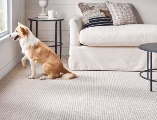 Dog looking out window while sitting on pet friendly carpet.