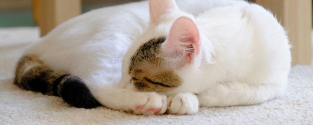 Cat laying on pet friendly carpet.