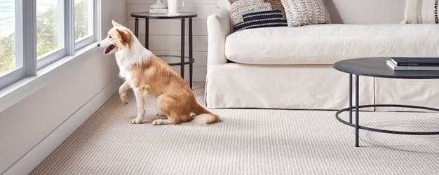Dog looking out window while sitting on pet friendly carpet.