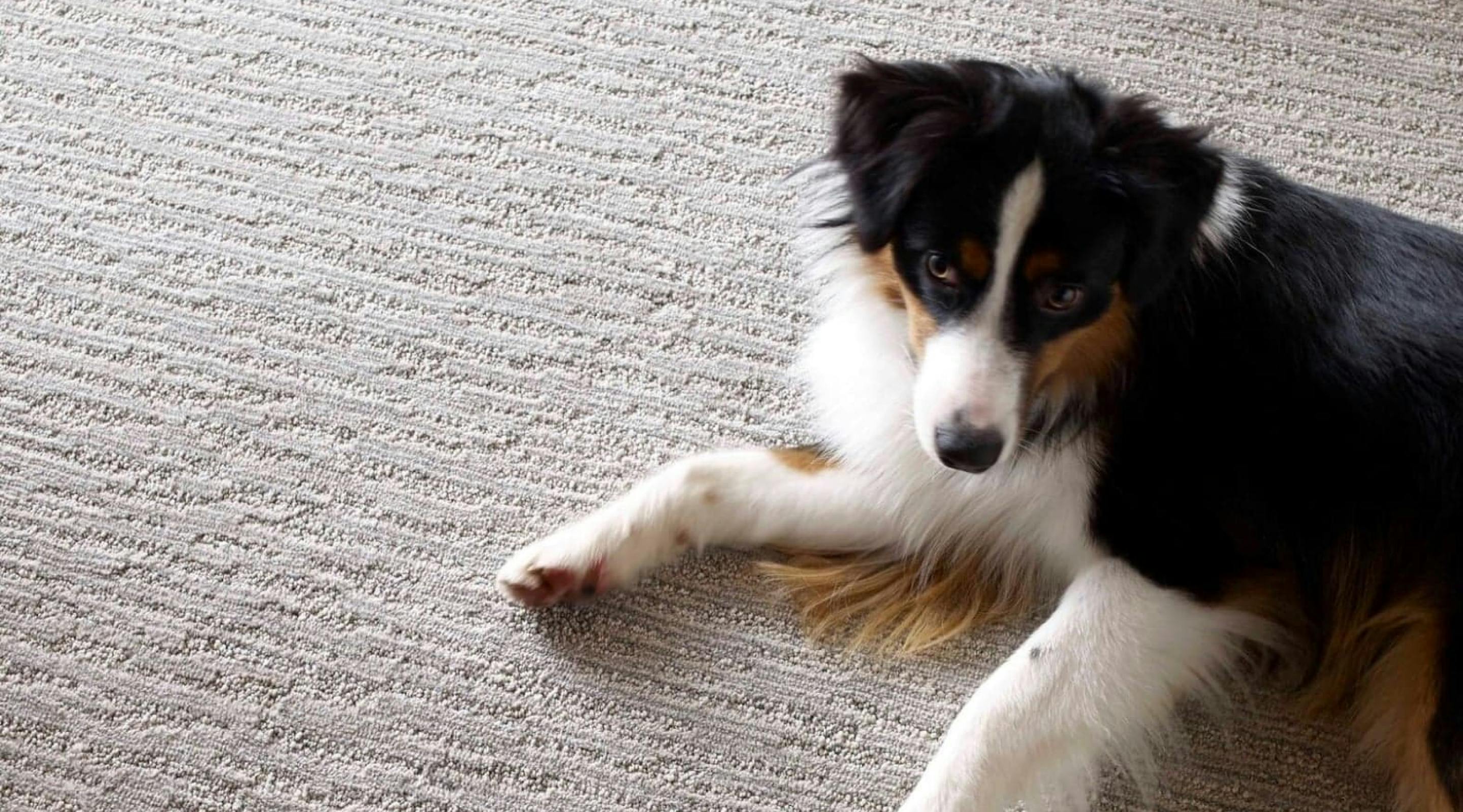 Dog laying on pet friendly carpet.