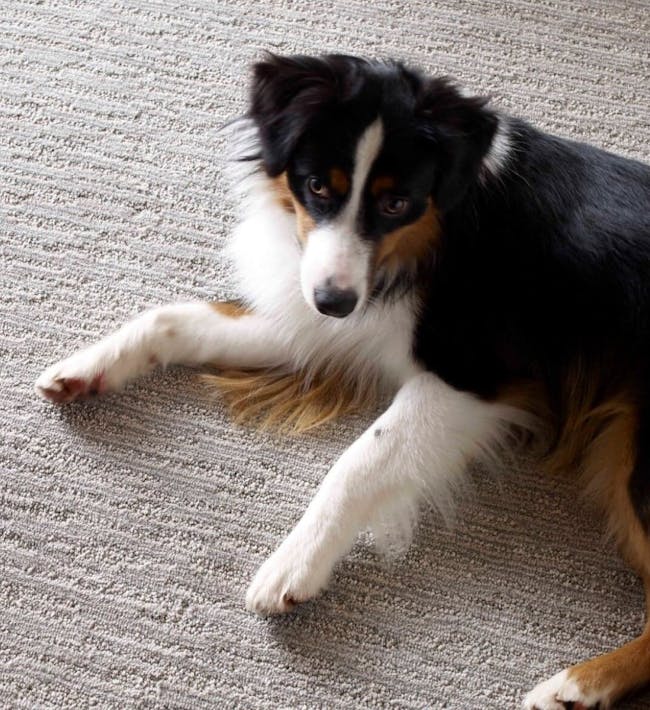 Dog laying on pet friendly apartment.